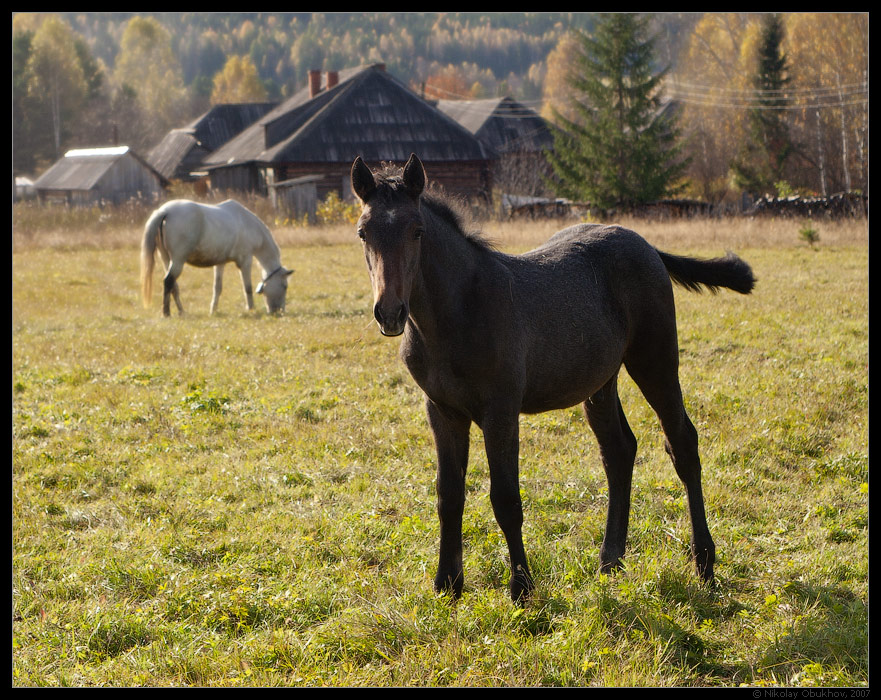 photo "October / 0182_0195" tags: landscape, nature, autumn, pets/farm animals, village