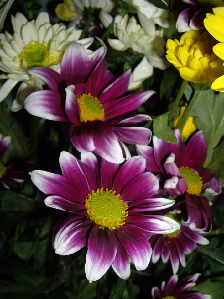 фото "flowers" метки: природа, цветы