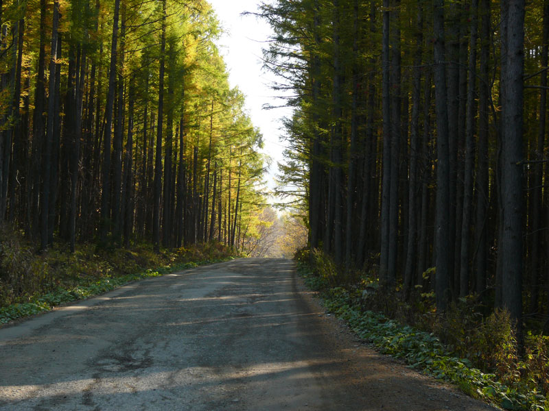 photo "***" tags: landscape, forest