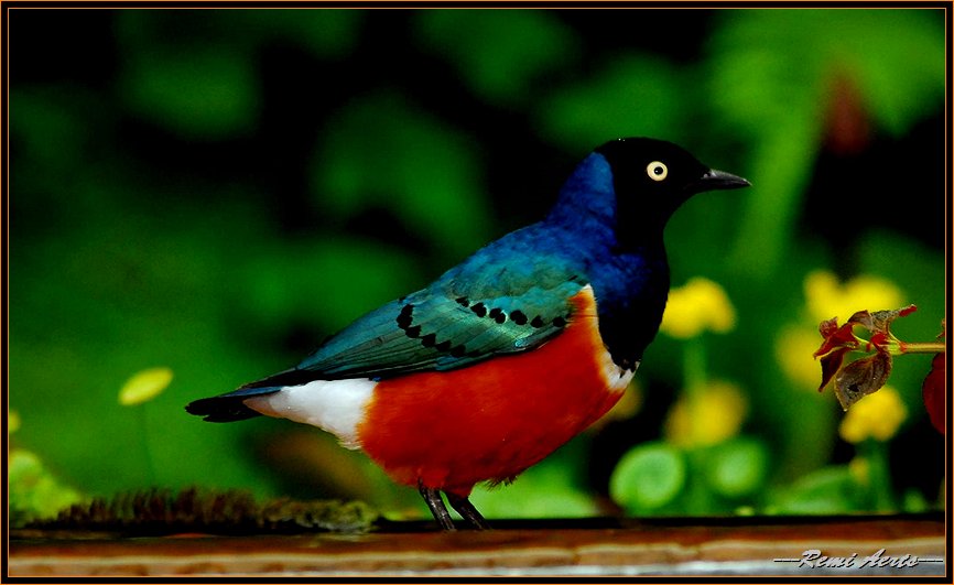 фото "Tropical bird" метки: природа, макро и крупный план, 