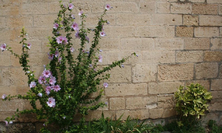 photo "flowers and wall" tags: landscape, 