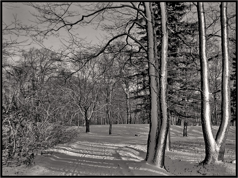 photo "Winter Tuning Forks" tags: black&white, landscape, winter