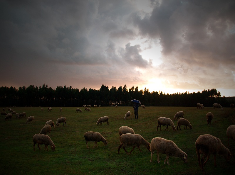 photo "...where sheep graze #2" tags: landscape, nature, pets/farm animals