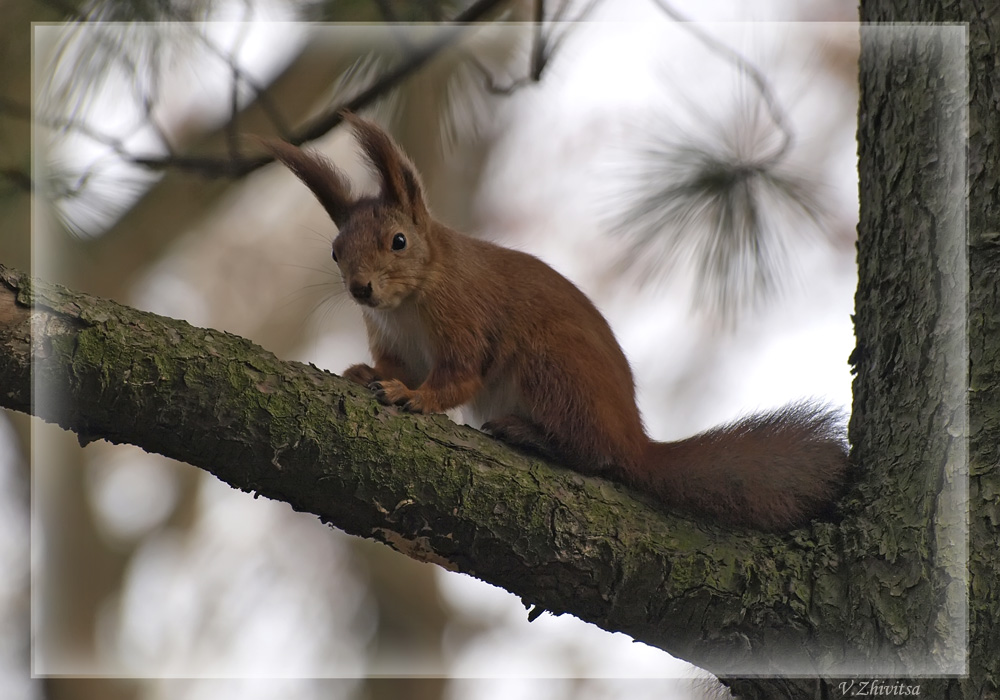 photo "***" tags: nature, wild animals