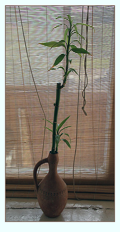 photo "The etude with bamboo" tags: still life, 