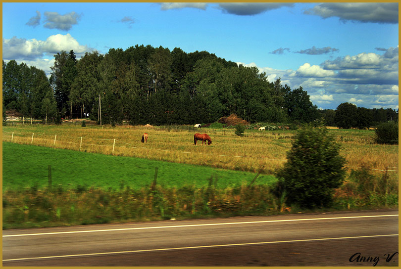 photo "поле, лошадь, дорога" tags: landscape, autumn