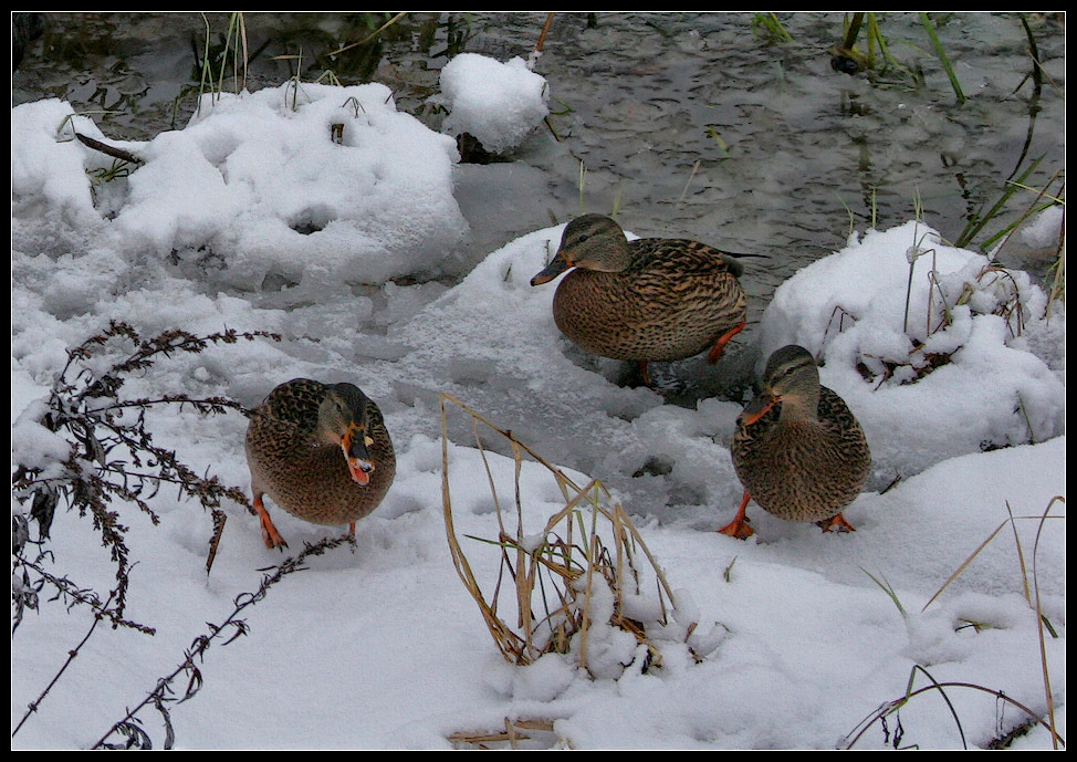 photo "Snow trio" tags: nature, wild animals