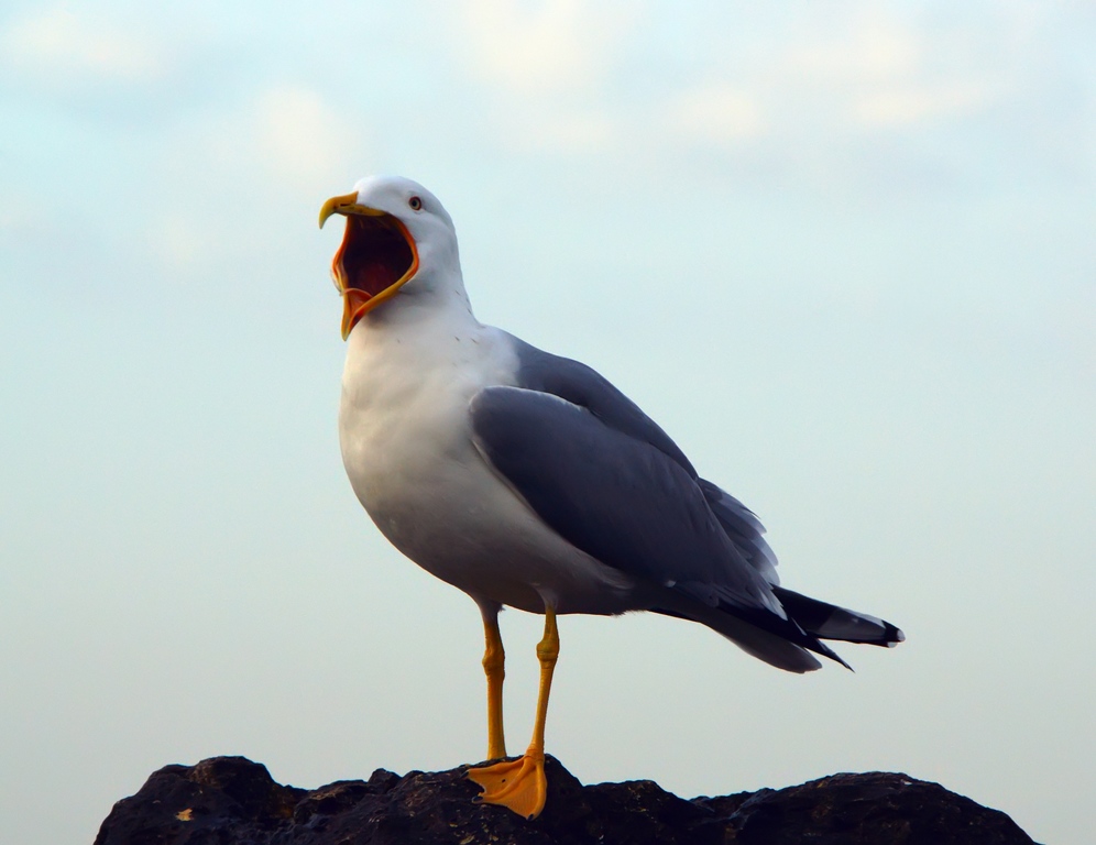 photo "From the bottom of the heart" tags: nature, humor, wild animals