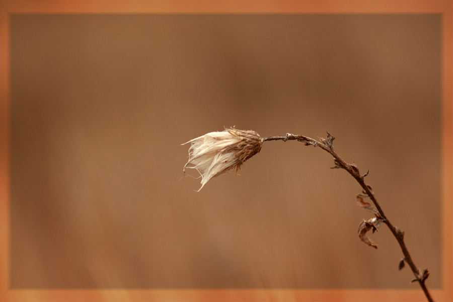 photo "***" tags: nature, flowers