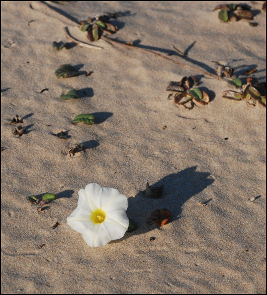 photo "Flowers on the sand (1)." tags: landscape, nature, flowers