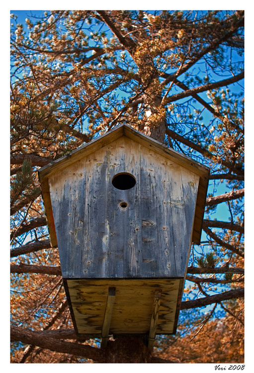 photo "kucica" tags: nature, 