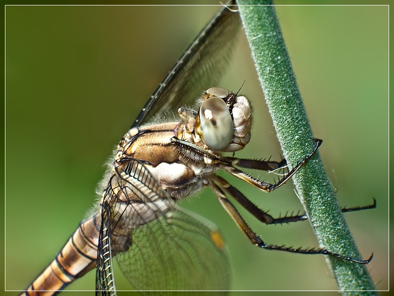 photo "***" tags: macro and close-up, 