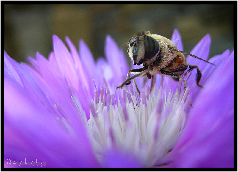фото "медовый цветок" метки: макро и крупный план, природа, насекомое