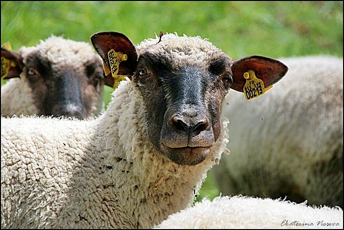 photo "Clones attack!" tags: nature, pets/farm animals