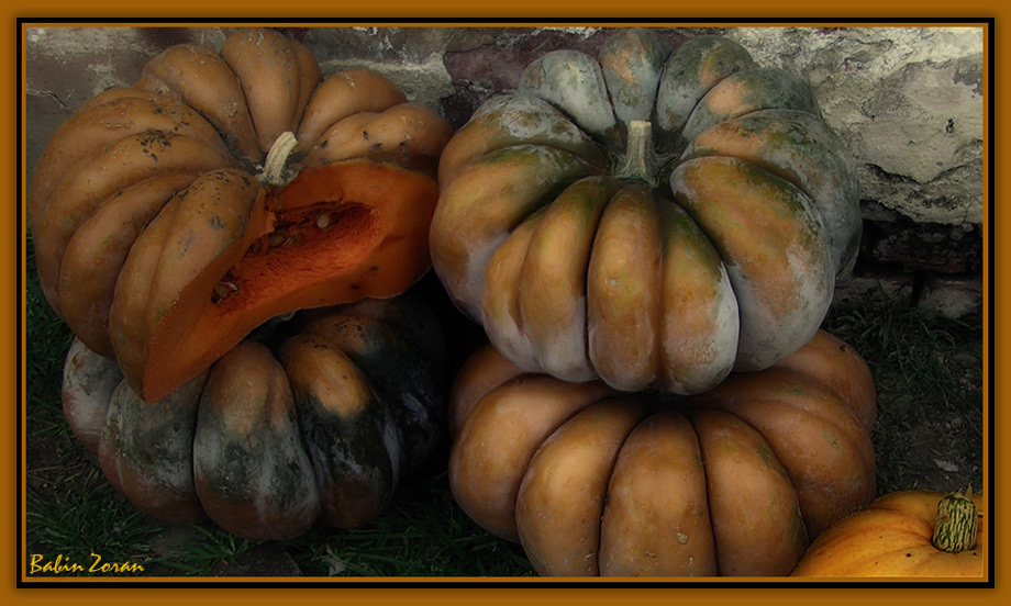 photo "pumpkins" tags: nature, flowers