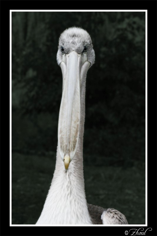 фото "Pelican" метки: природа, путешествия, Европа, дикие животные