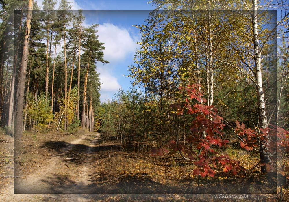 фото "Лесная дорога -1" метки: пейзаж, лес, осень