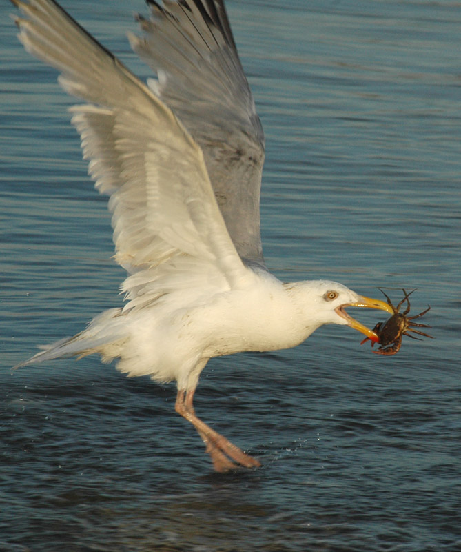 photo "Crazy Crab Catcher!!" tags: nature, genre, wild animals