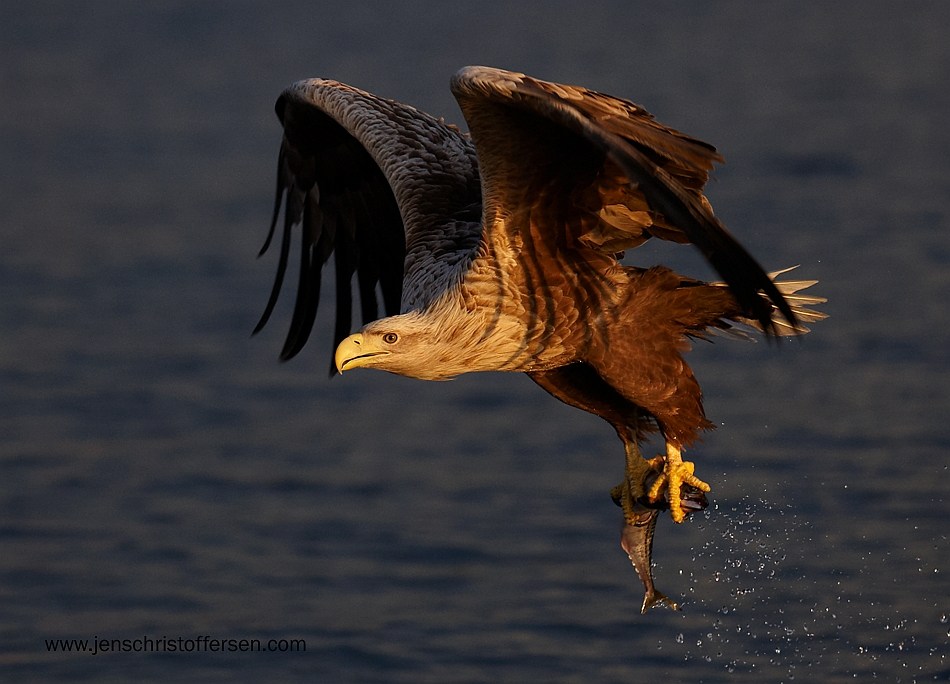 photo "Take off." tags: nature, wild animals