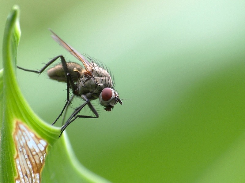 photo "an other flie of my garden!" tags: nature, insect