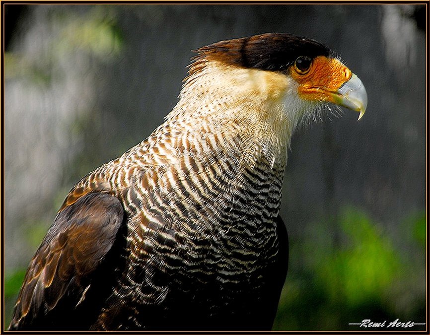 фото "the hunter" метки: природа, репортаж, дикие животные
