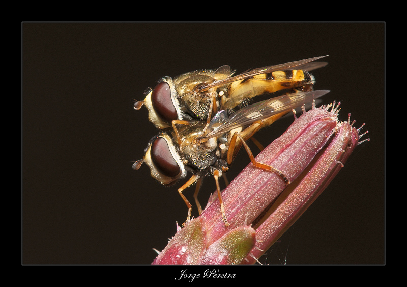 photo "Syrphidae and sex" tags: macro and close-up, nature, insect