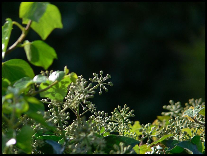 photo "See me.." tags: nature, flowers