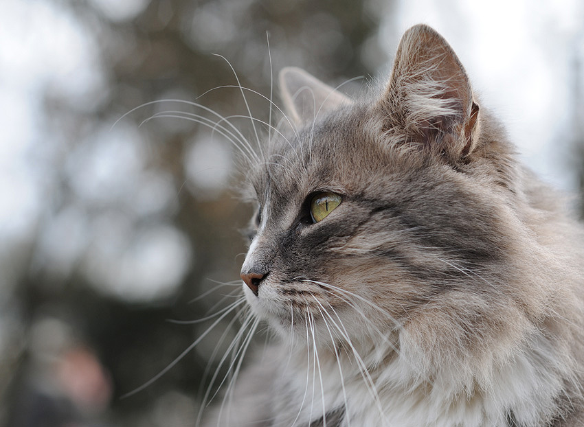 photo "***" tags: nature, pets/farm animals