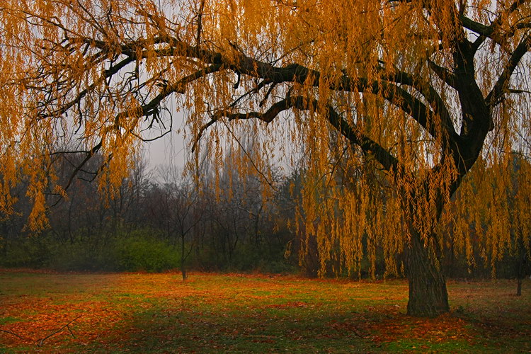 photo "Autumn" tags: landscape, forest