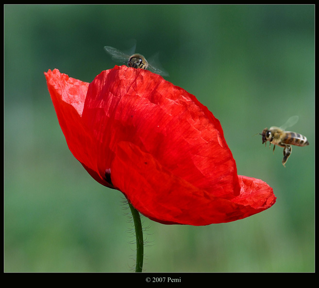 photo "Coming" tags: nature, 