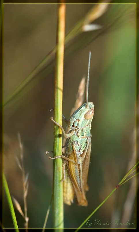 photo "***" tags: nature, macro and close-up, insect