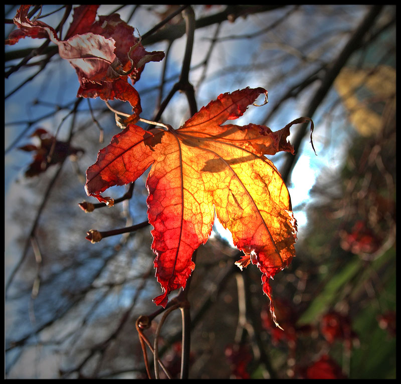 photo "Maple" tags: landscape, autumn