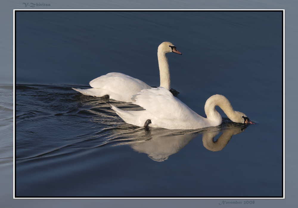 photo "***" tags: nature, wild animals