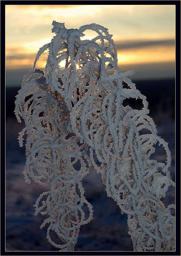 photo "***" tags: nature, landscape, flowers, winter