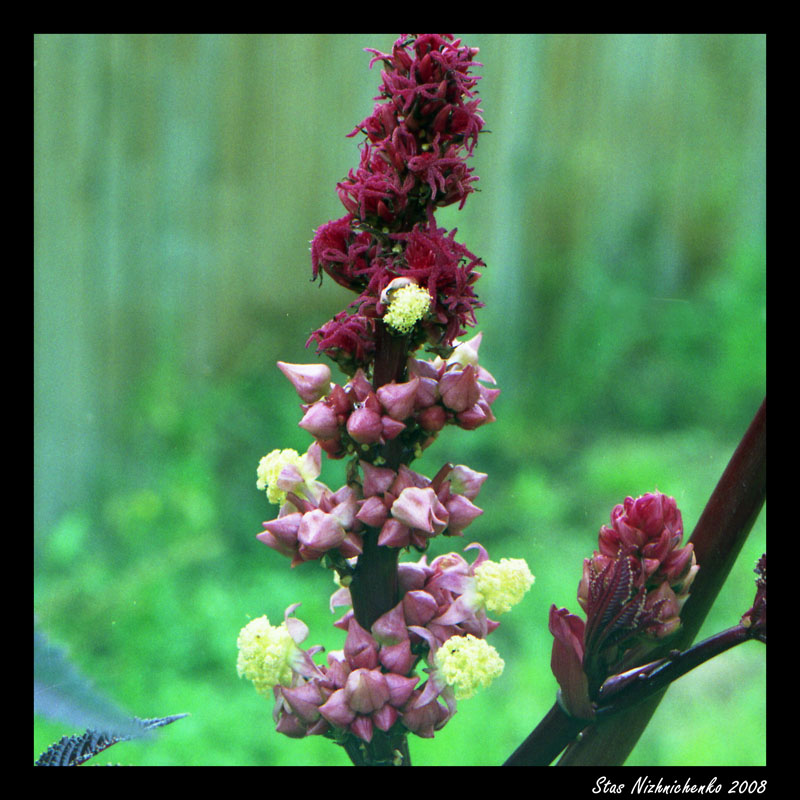 photo "Kletshevina flower" tags: nature, flowers