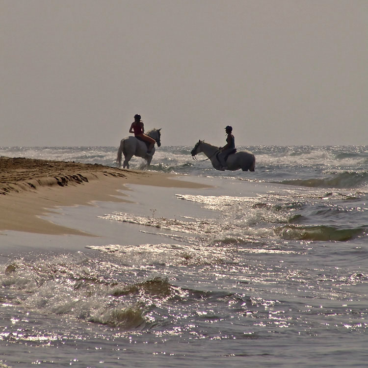 фото "Horse ride" метки: пейзаж, лето