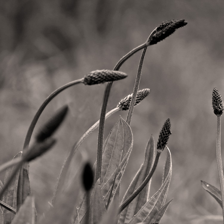 photo "***" tags: black&white, nature, flowers