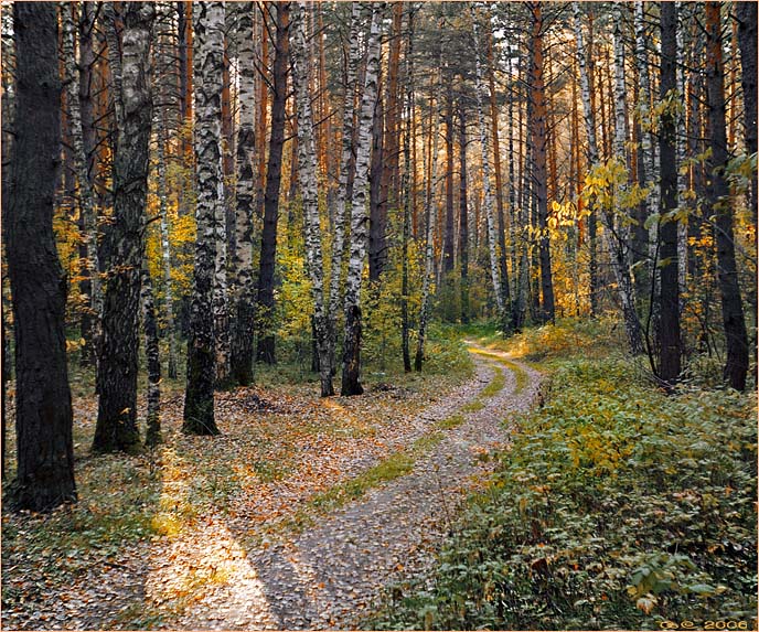 photo "Wood path" tags: landscape, 