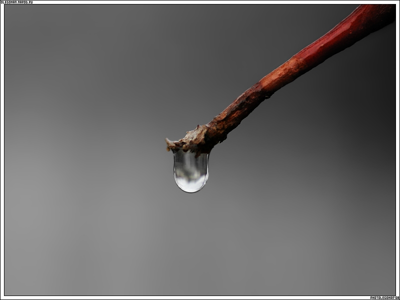 photo "lasT DrOp" tags: macro and close-up, 