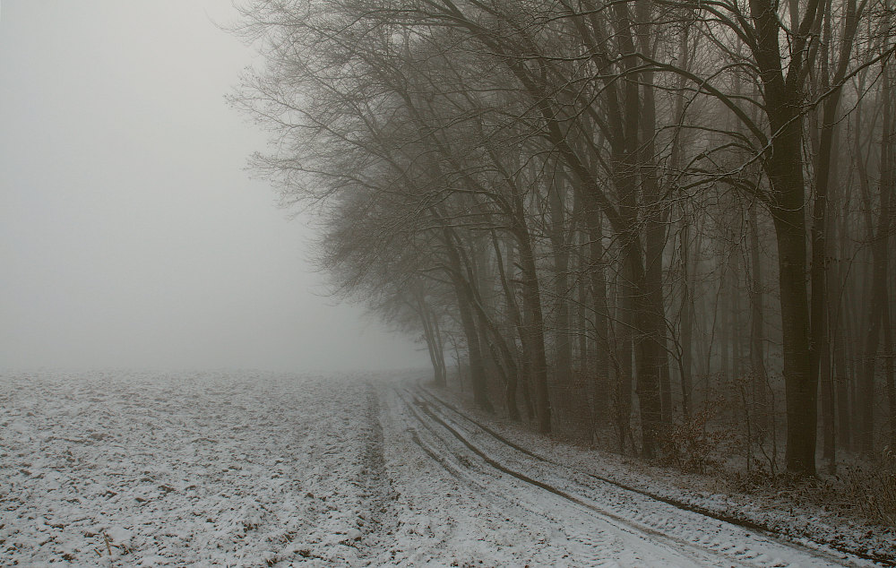 photo "the fog" tags: landscape, forest