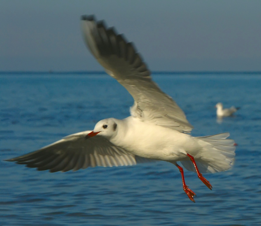 photo "In flight" tags: nature, landscape, water, wild animals