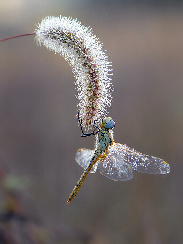 photo "***" tags: macro and close-up, 