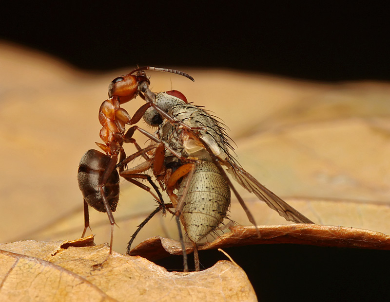 фото "Dance" метки: природа, макро и крупный план, насекомое