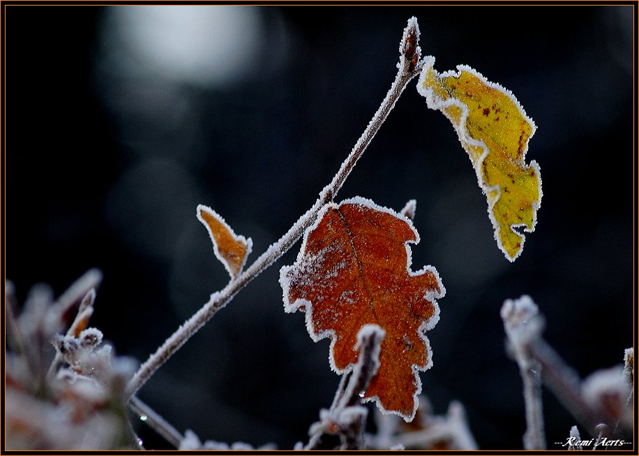 photo "frozen" tags: nature, macro and close-up, flowers