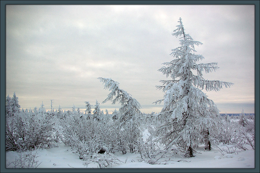 photo "***" tags: landscape, forest, winter