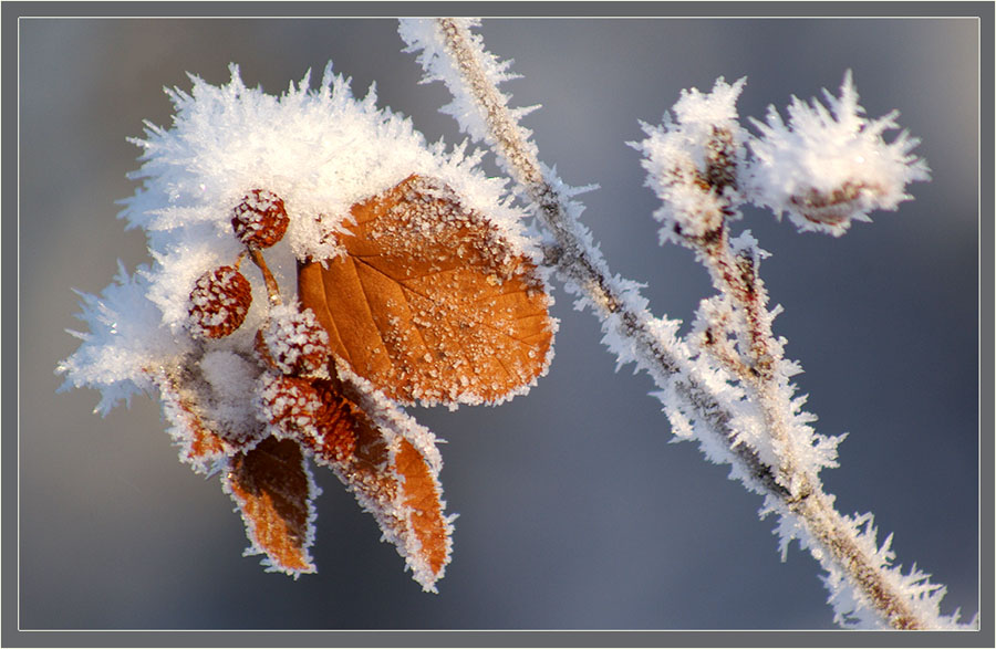 photo "***" tags: landscape, nature, flowers, winter