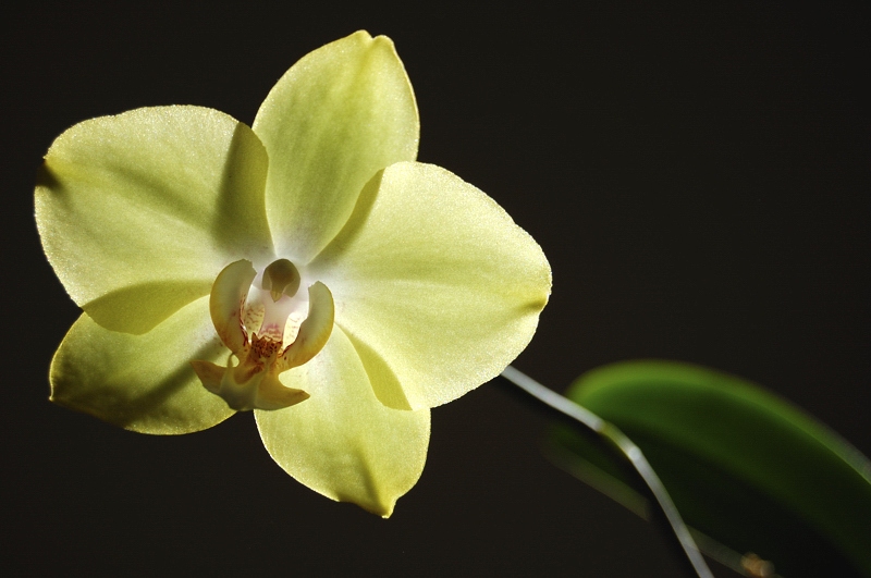 фото "орхидея в контровом свете" метки: природа, макро и крупный план, цветы