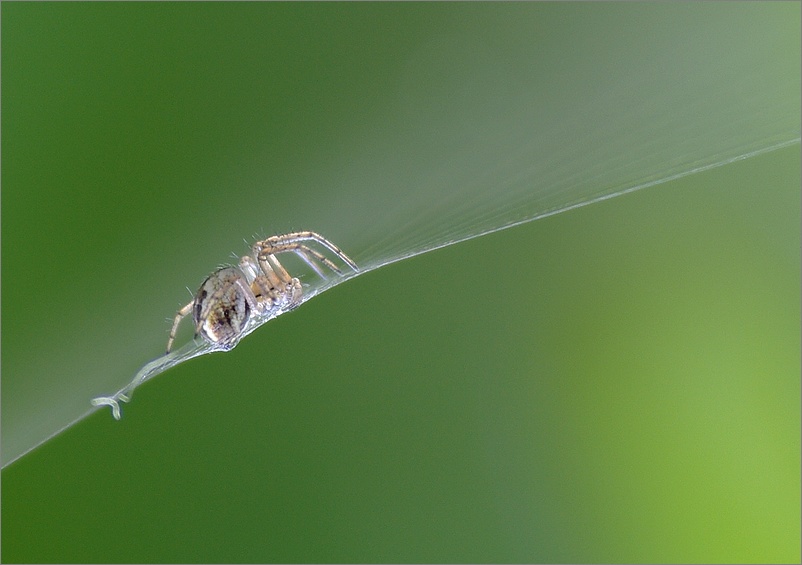 photo "Little spider" tags: nature, insect