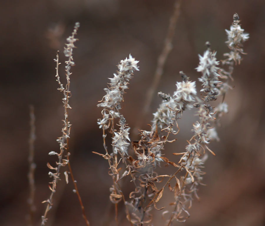 photo "***" tags: nature, 