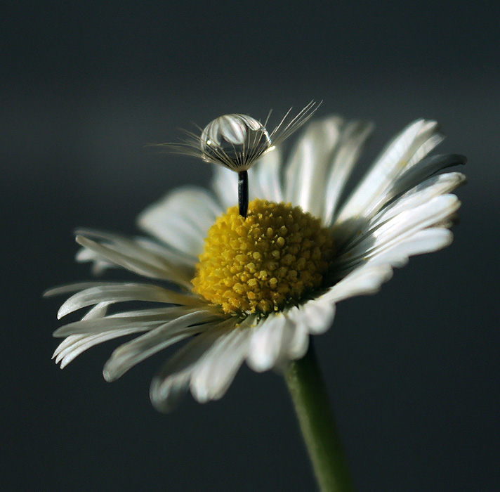 photo "***" tags: nature, macro and close-up, flowers